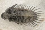 Nice Spiny Comura Trilobite With Morocops #214403-2